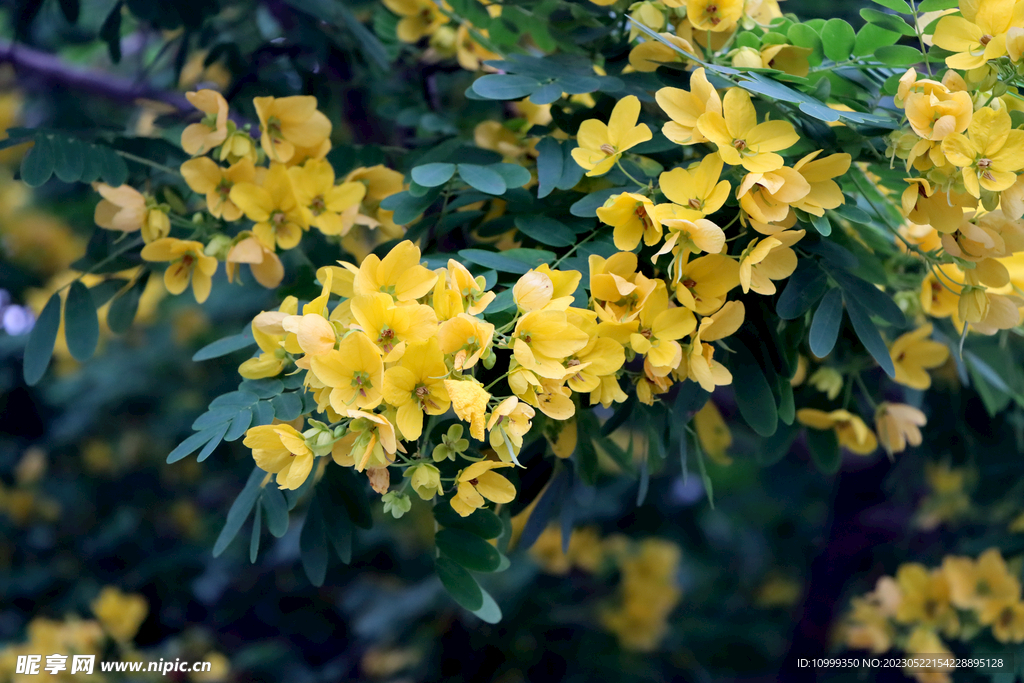 黄槐决明花