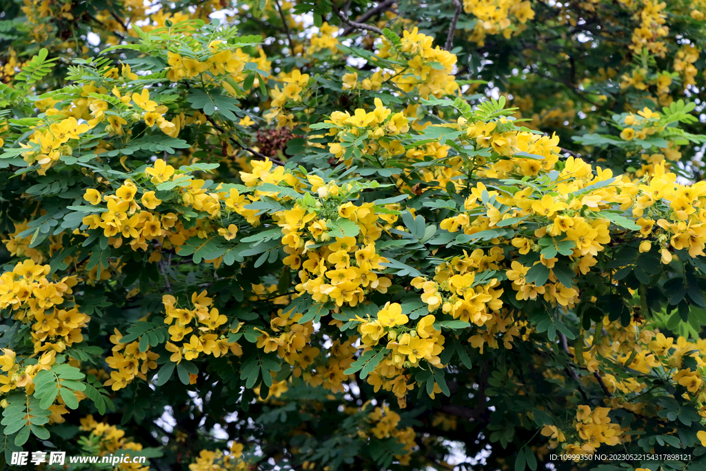 黄槐决明花