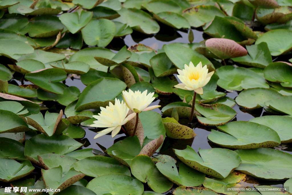 白色睡莲花