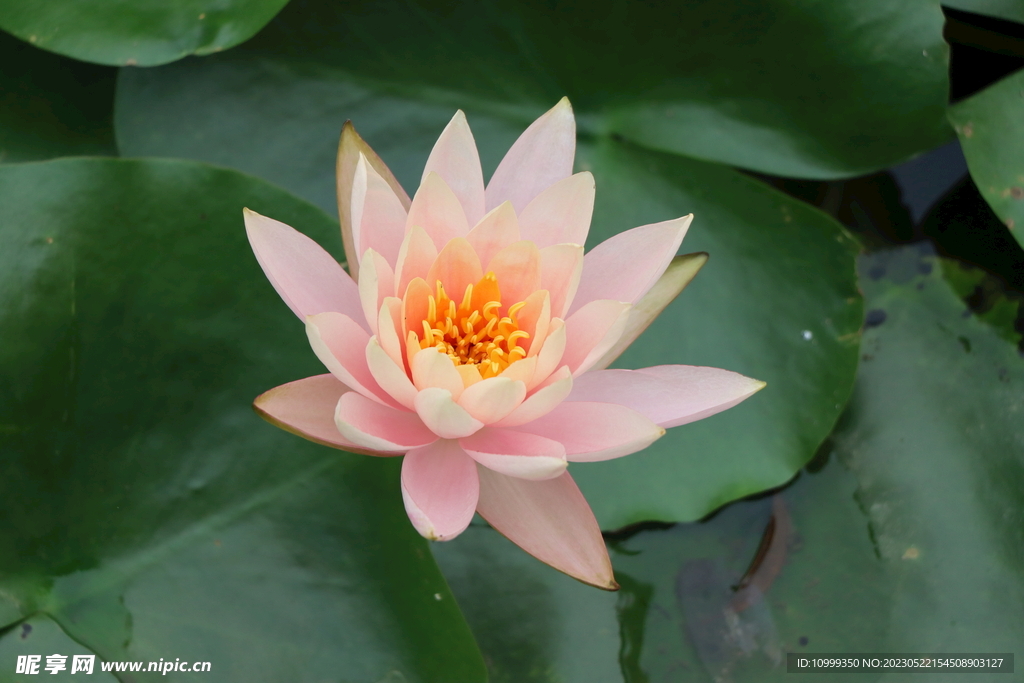 粉色睡莲花