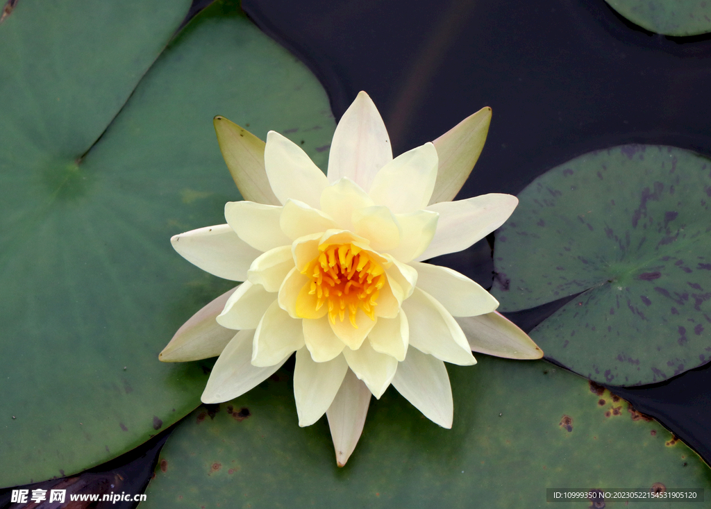 白色睡莲花