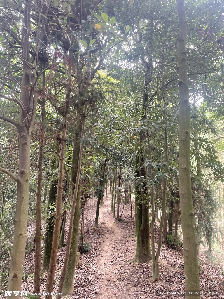 山顶树木