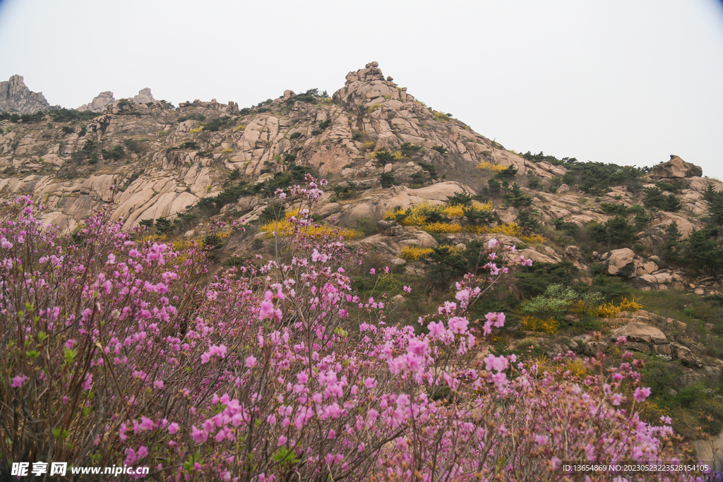 大珠山杜鹃花