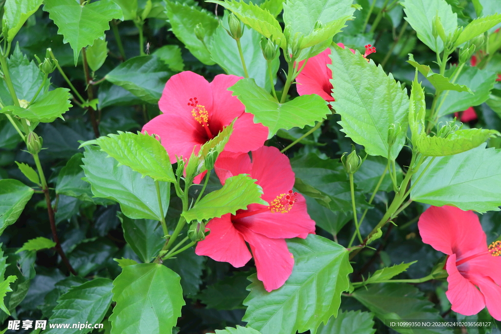 扶桑花