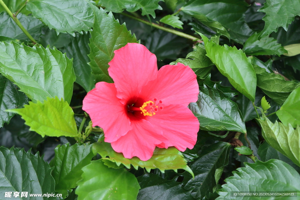 扶桑花