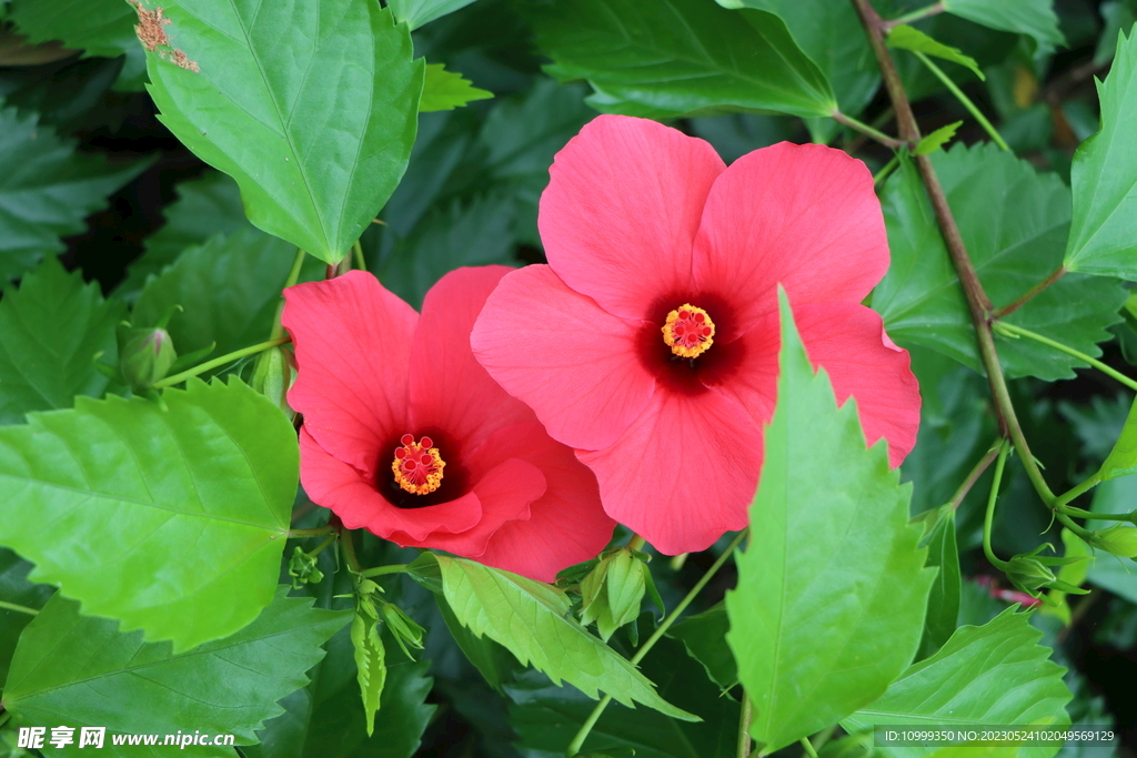 扶桑花