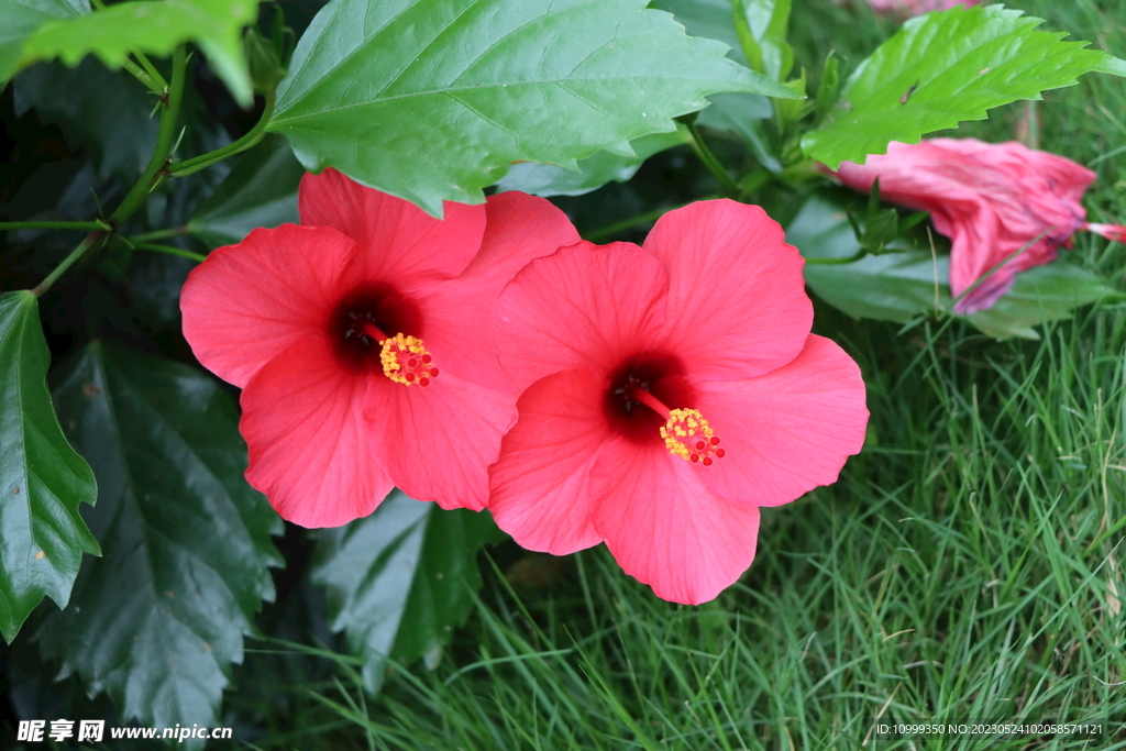 扶桑花