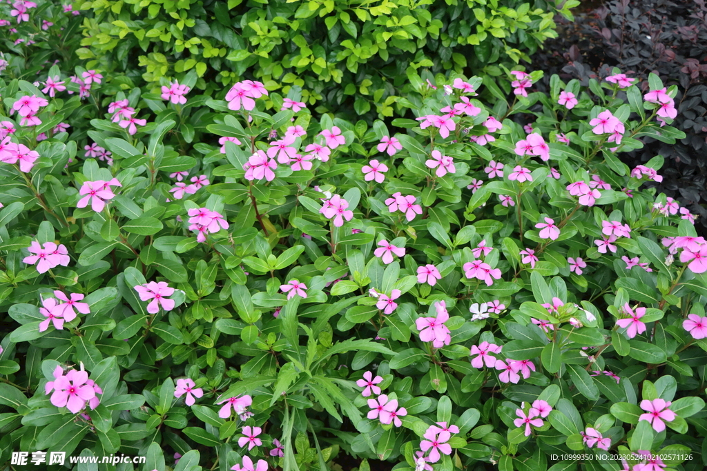 长春花
