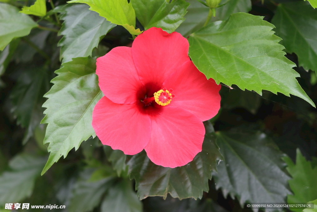 扶桑花