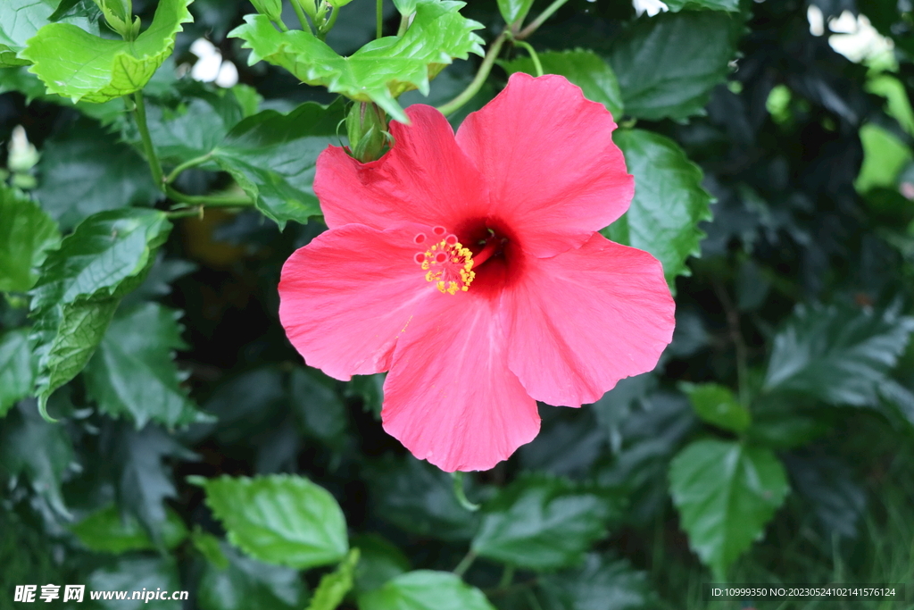 扶桑花