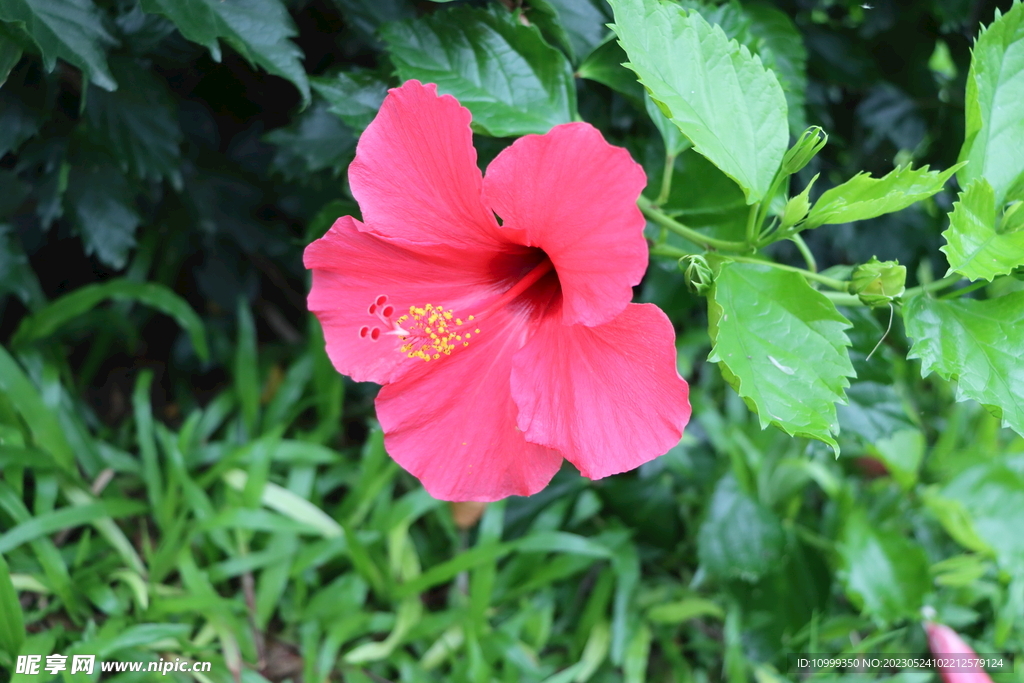 扶桑花