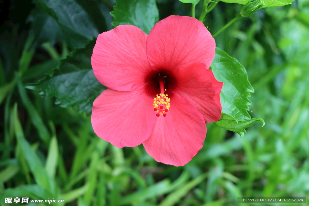 扶桑花