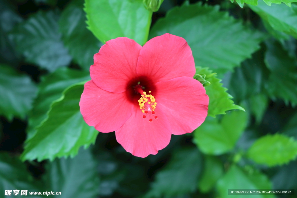 扶桑花