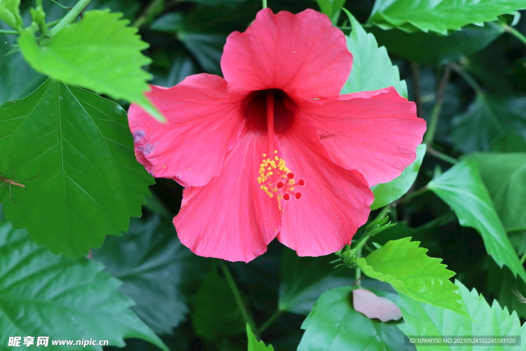 扶桑花