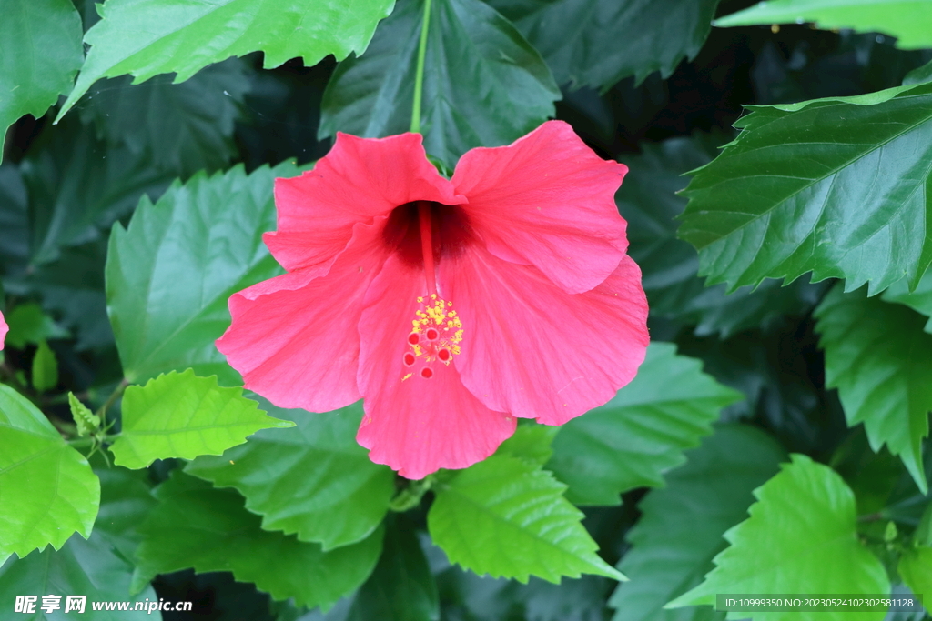扶桑花