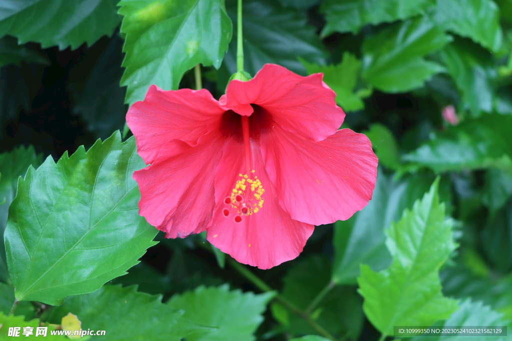 扶桑花