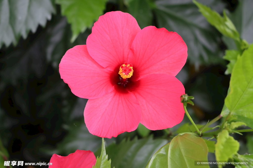扶桑花