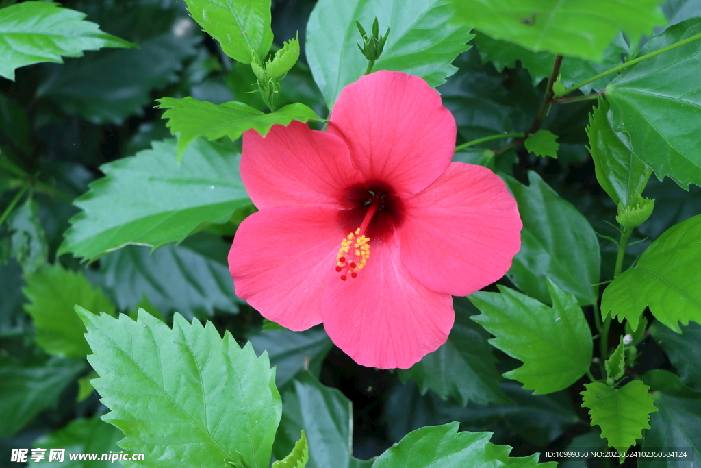 扶桑花