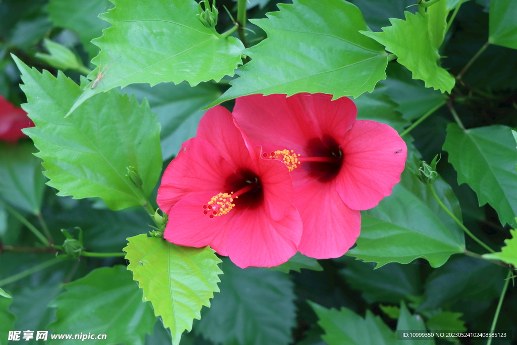 扶桑花