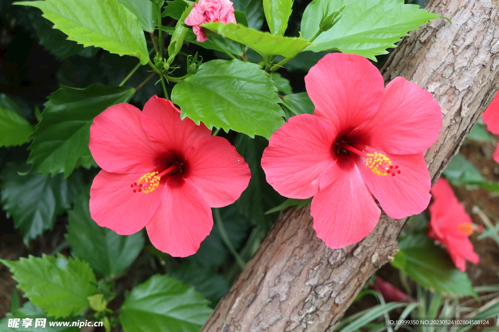 扶桑花