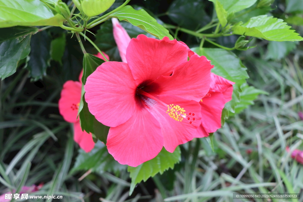 扶桑花