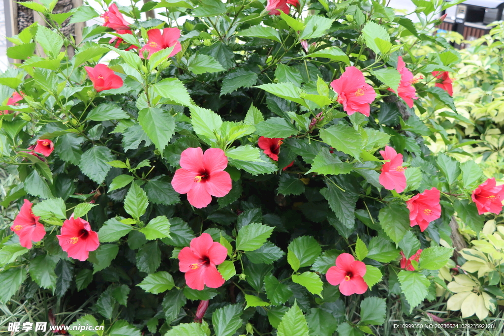 扶桑花