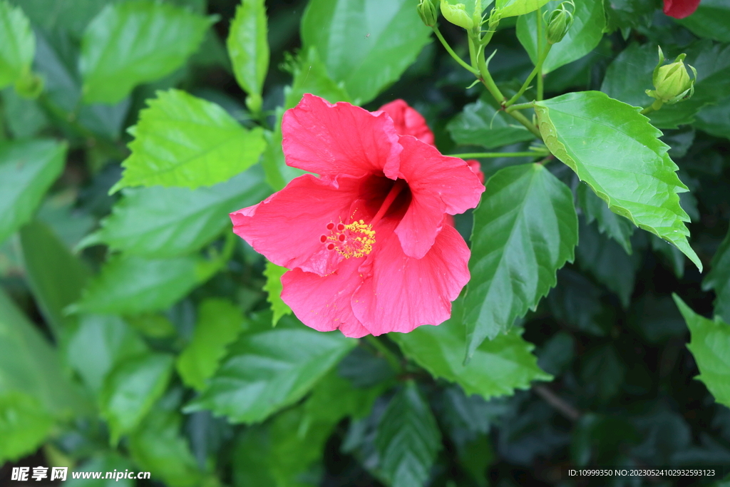 扶桑花