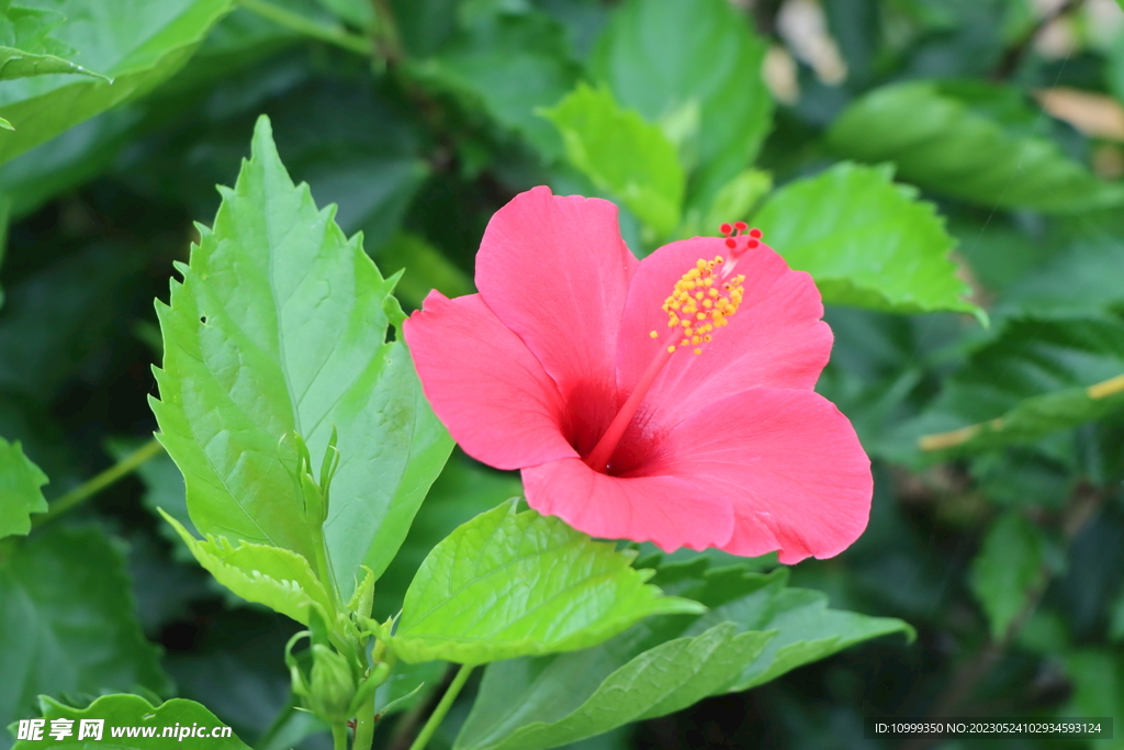 扶桑花