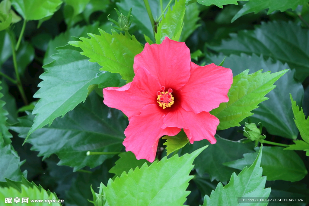 扶桑花