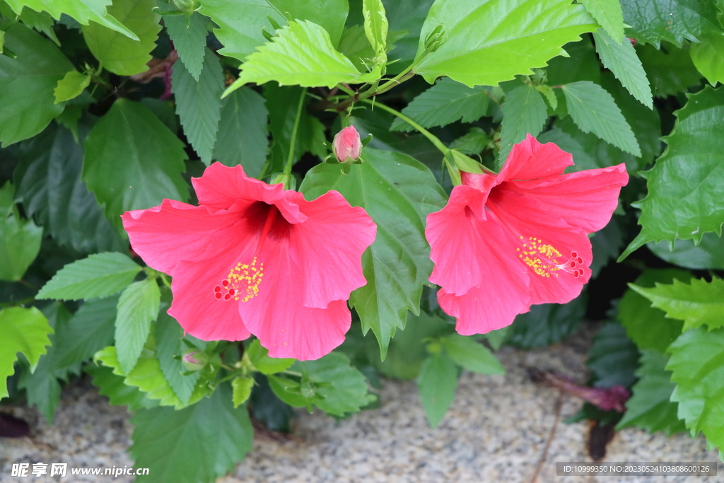扶桑花