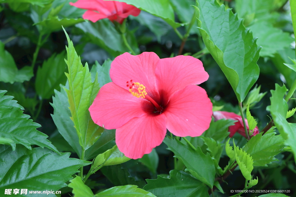 扶桑花