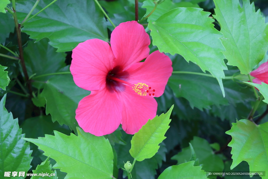 扶桑花
