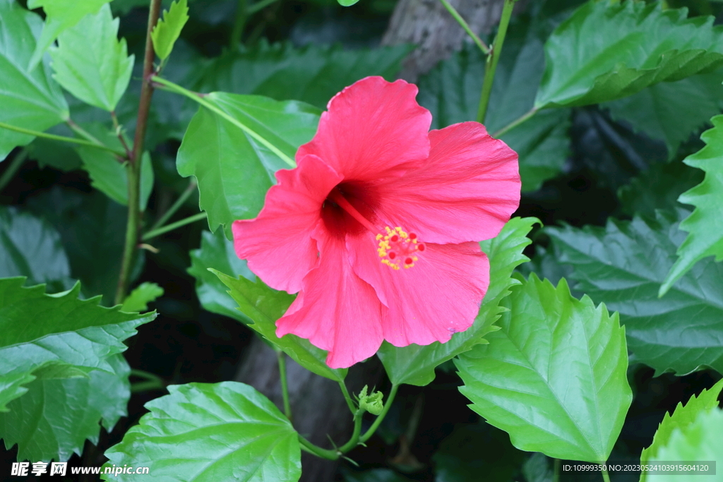 扶桑花
