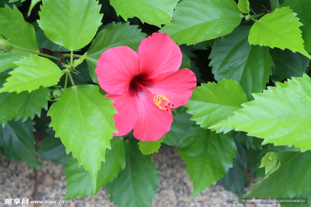 扶桑花