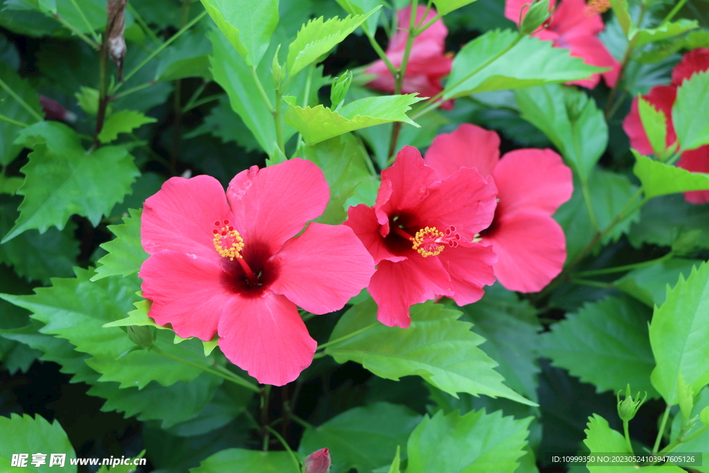 扶桑花