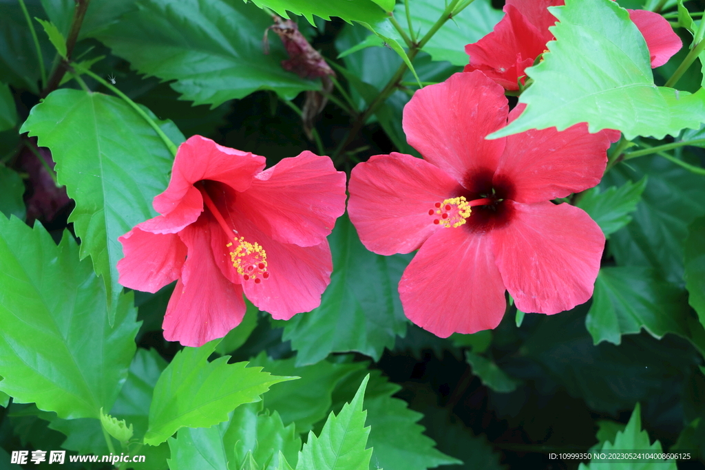 扶桑花