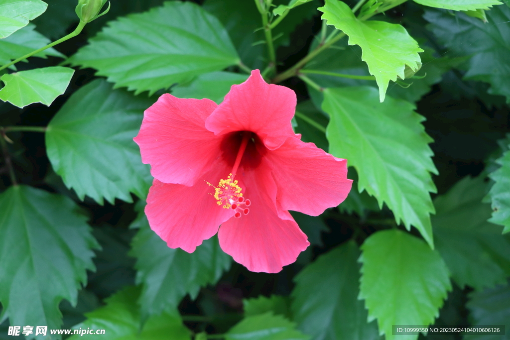 扶桑花