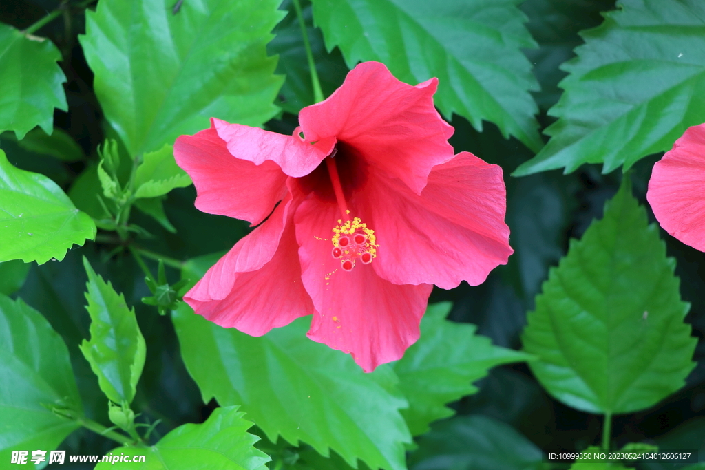 扶桑花
