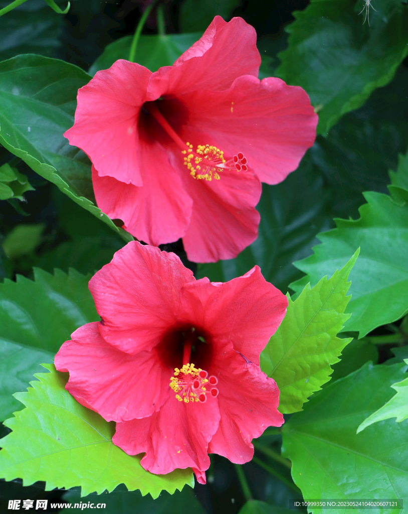 扶桑花