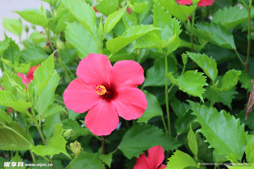 扶桑花