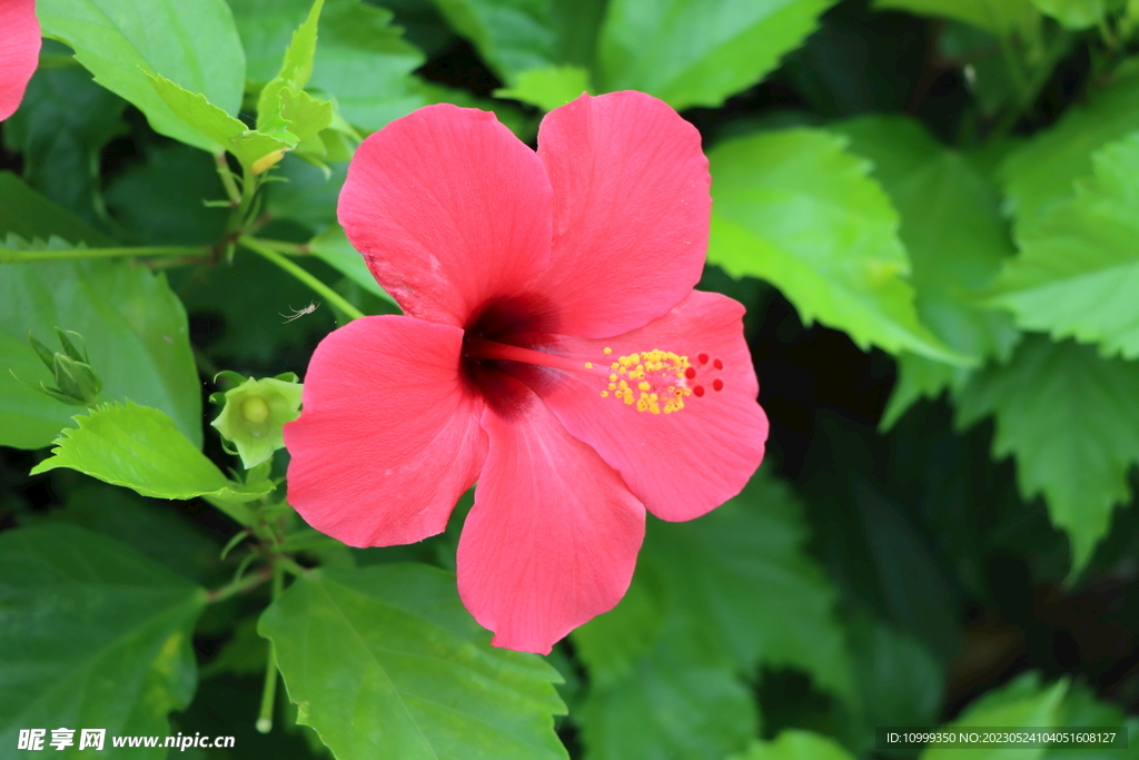 扶桑花