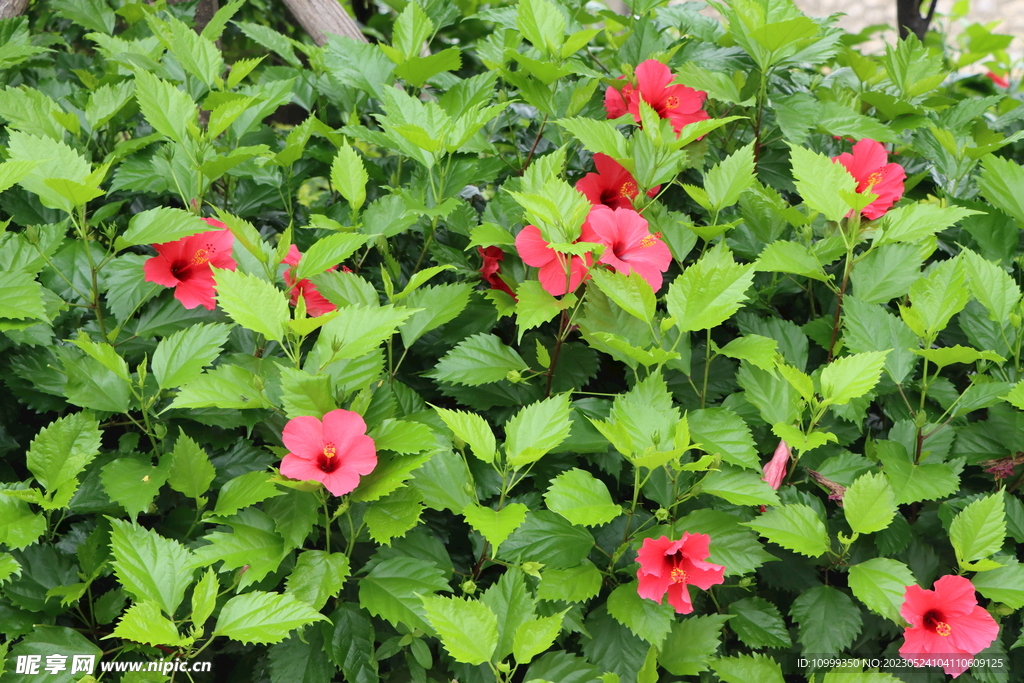 扶桑花