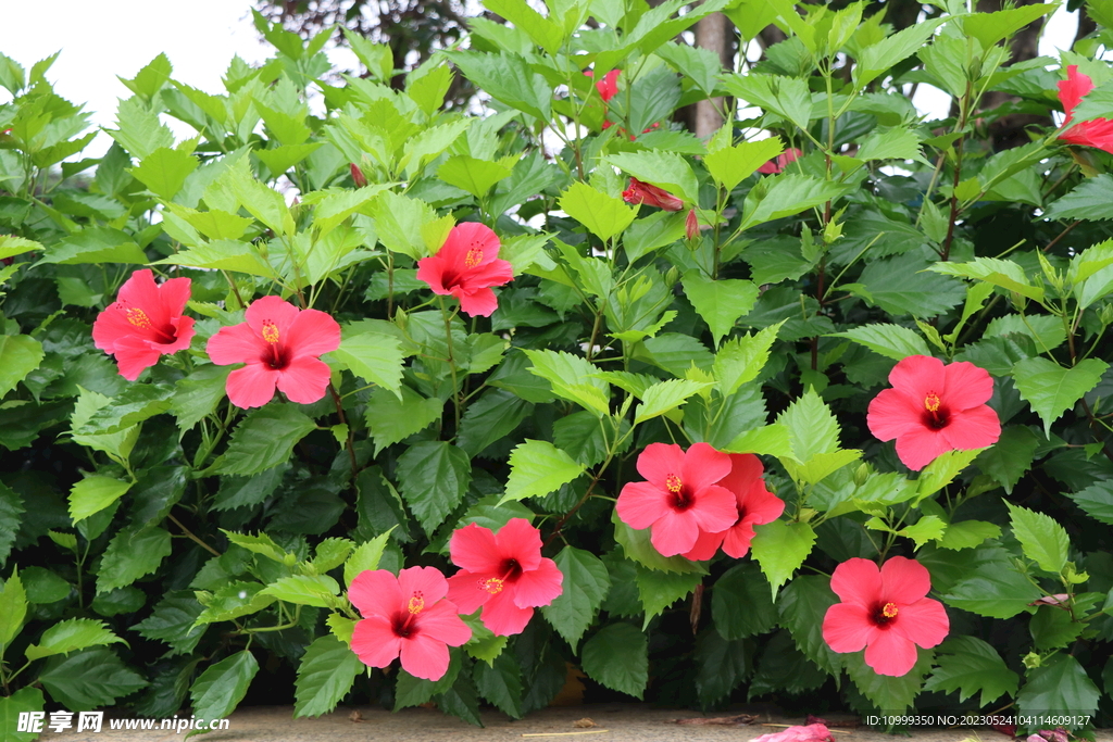 扶桑花盛开