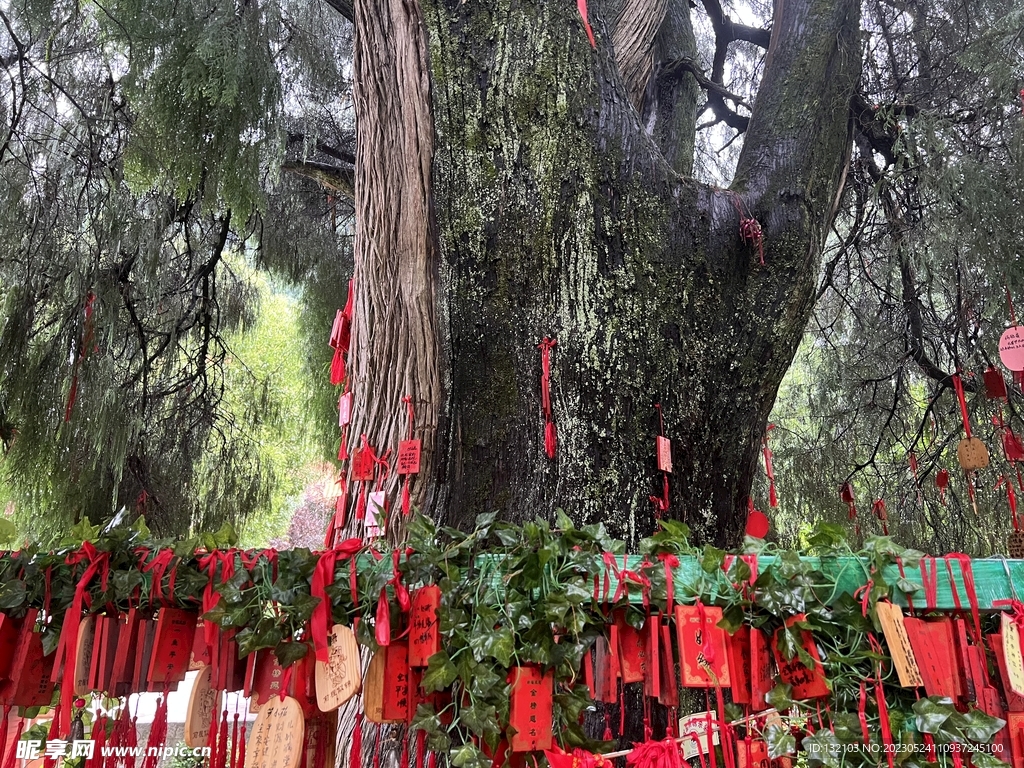 许愿树 