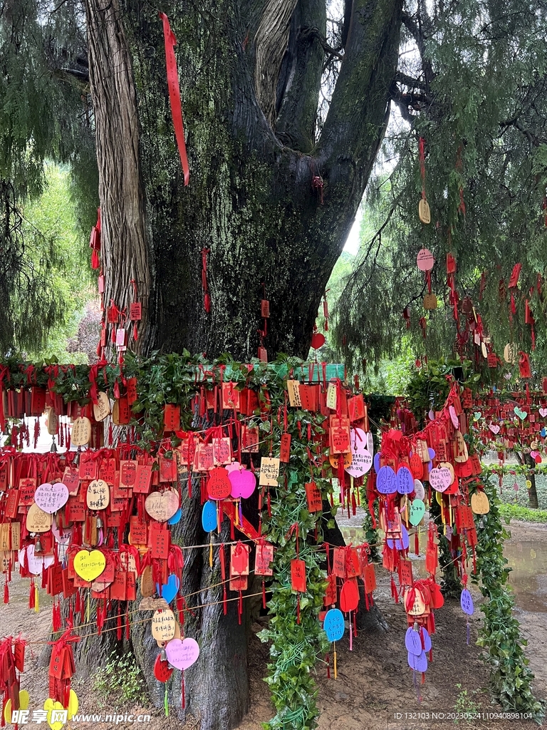 许愿树