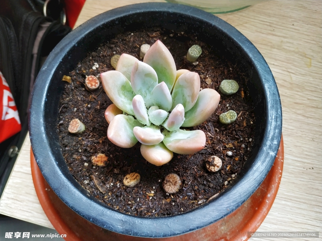 多肉植物