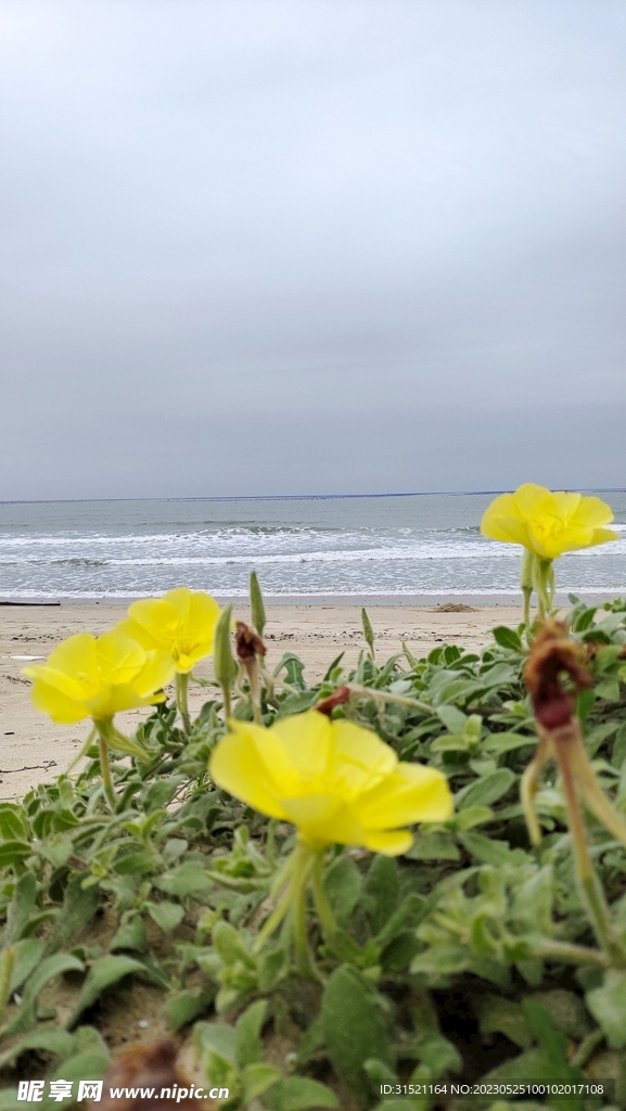 海边小花摄影图