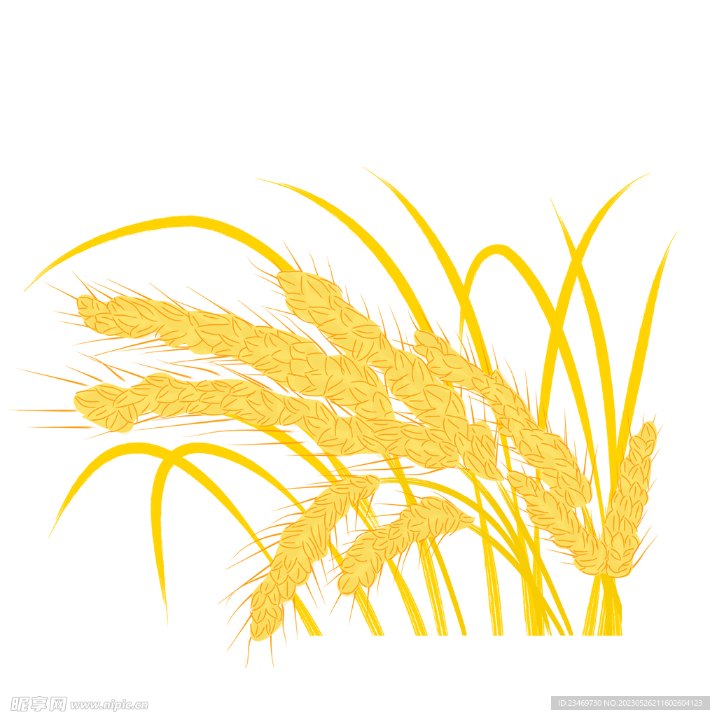 麦穗