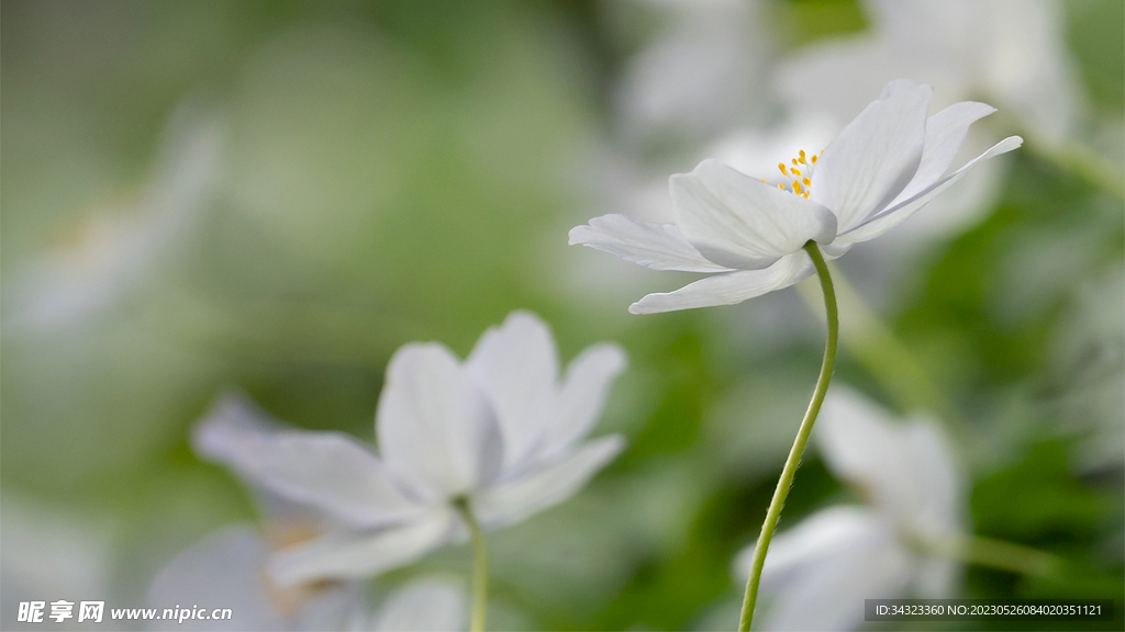 白色小雏菊背景