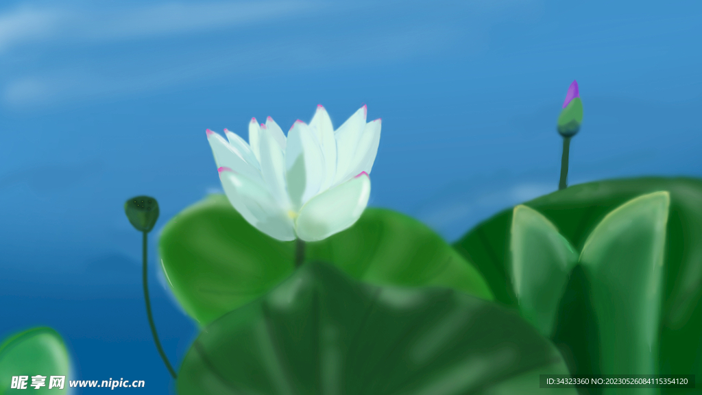 池塘荷花